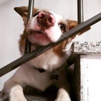 Bomboniere fai da te o acquistate? - 1