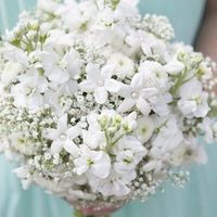 Stephanotis & Gypsophila