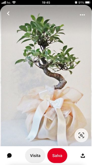 sos bomboniera bonsai 2