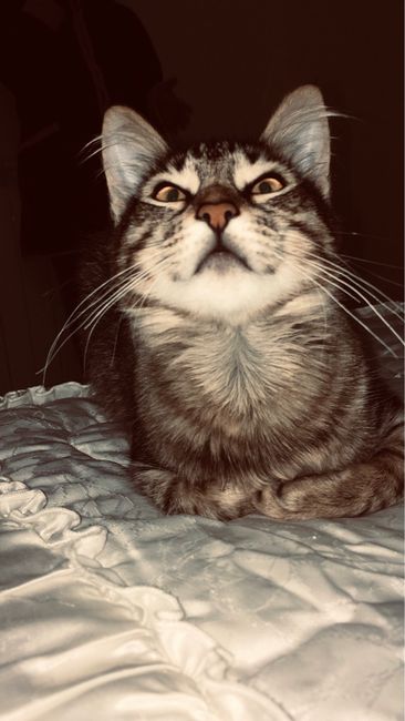 Mi presentate i vostri amici a 4 zampe?! 😃 9