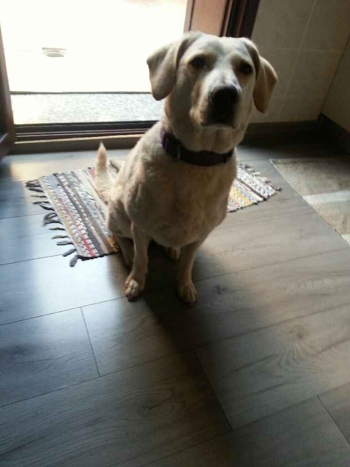 Cani al matrimonio - 1