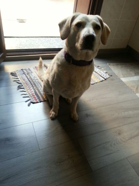 Cani al matrimonio - 1