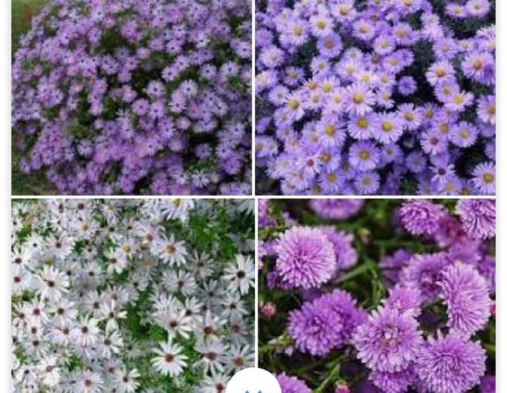 Fiori per chiesa - 1