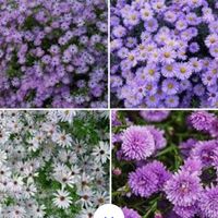 Fiori per chiesa - 1