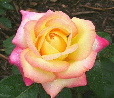 Idee per Bouquet: PEACE ROSE