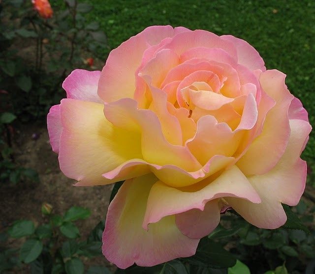 Idee per Bouquet: GLORIA DEI ROSE