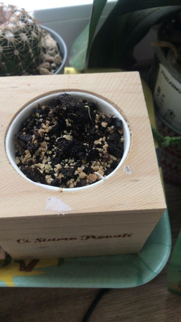 Bomboniere bulbi tulipano 3