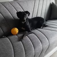 E vissero felici e contenti con... - 1