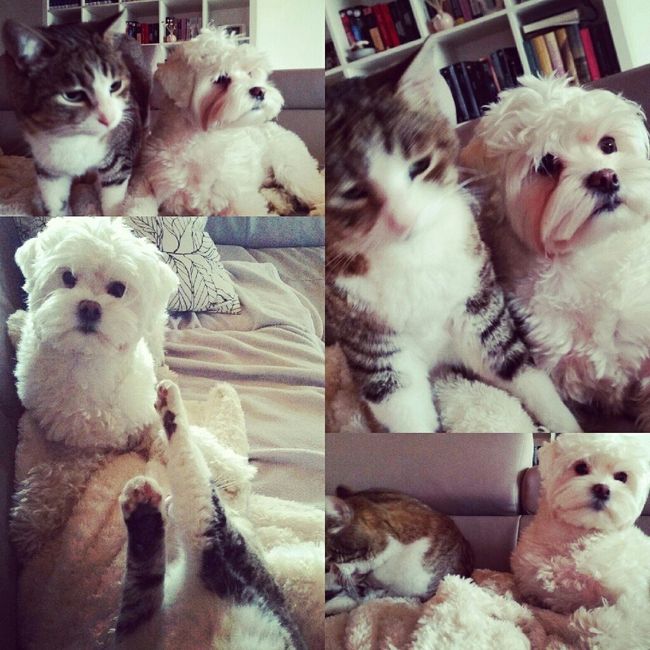 Io e... il mio amante peloso - 1