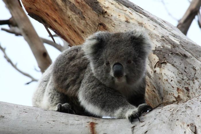 koala