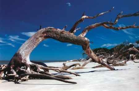 driftwood