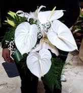 anthurium