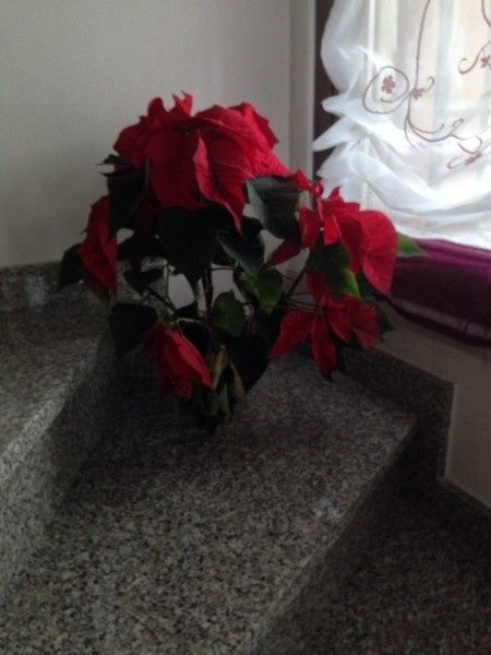 Foto del vostro primo albero di natale fatto insieme !!! - 5