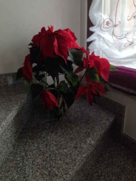 Foto del vostro primo albero di natale fatto insieme !!! - 5