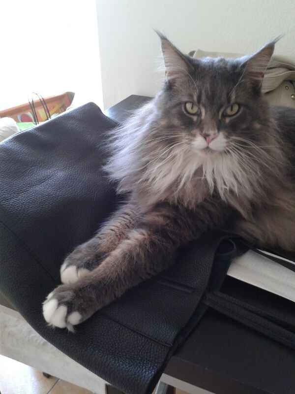 Convivenze pelose!🐶🐱🐹🐰 - 3