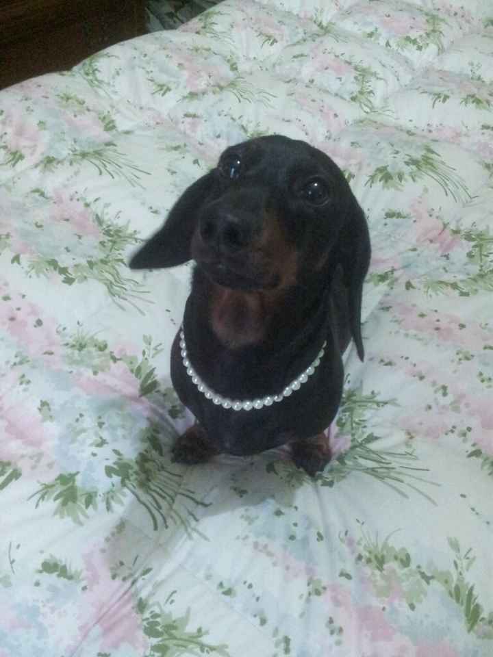 ...e poi ...il tuo cane rimane così... un po' basito! - 1