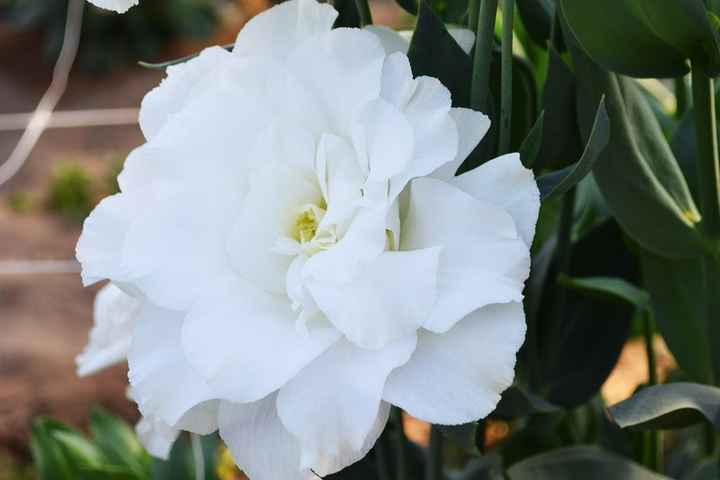 LISIANTHUS 