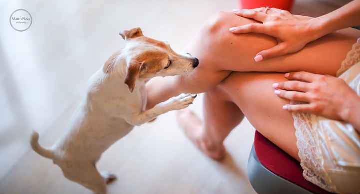 Come includere i vostri amici a 4 zampe alle nozze - 1