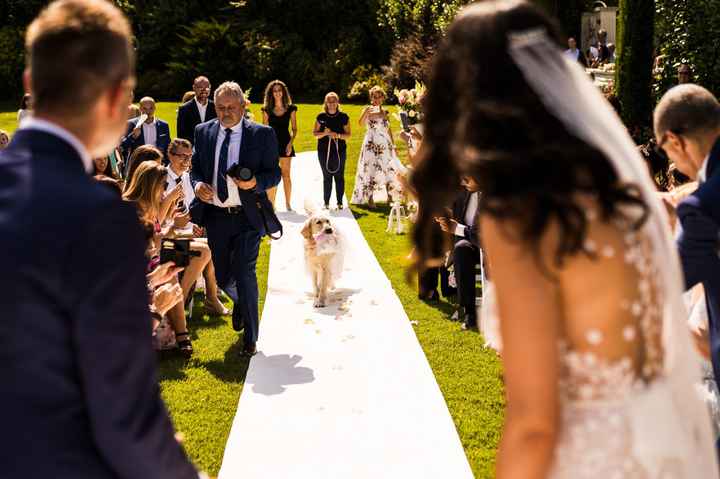 Come includere i vostri amici a 4 zampe alle nozze - 2