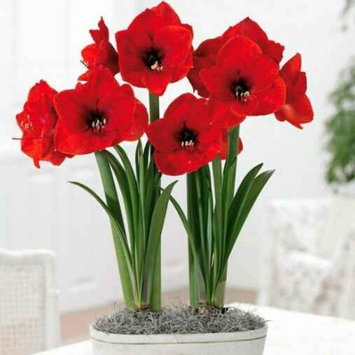 Fioraio quanto mi costi!! - 1