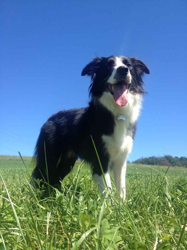 Idea pazza???.... fedi portate dal cane! ^__^ - 1