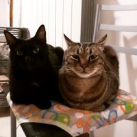 Mi presentate i vostri amici a 4 zampe?! 😃 - 1