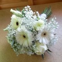 Gerbere e nebbiolina