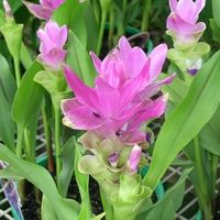 Curcuma