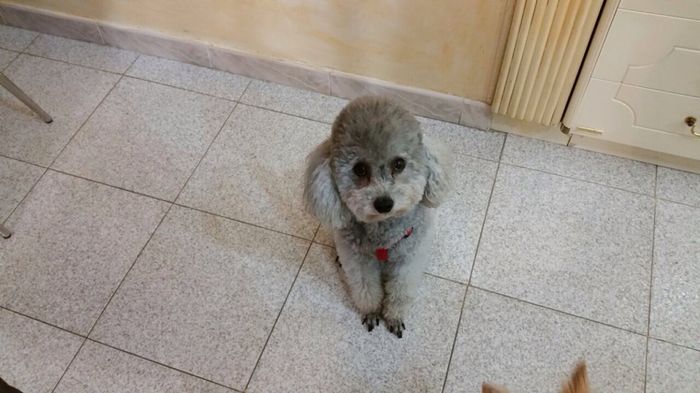 I nostri amici animali.. - 2