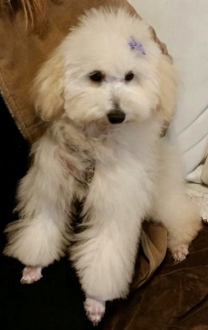 I nostri amici animali.. - 3