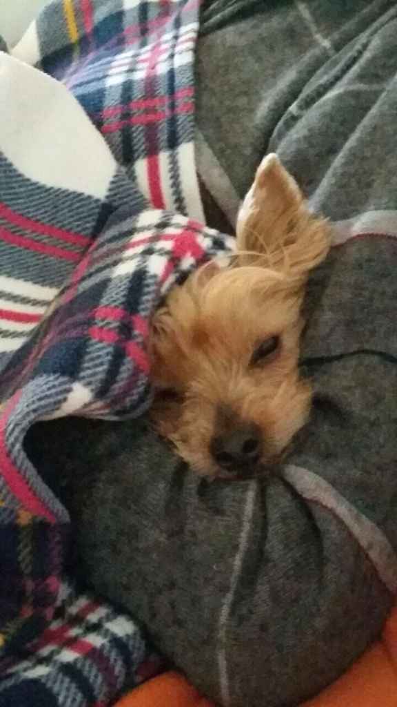 I nostri amici animali.. - 1