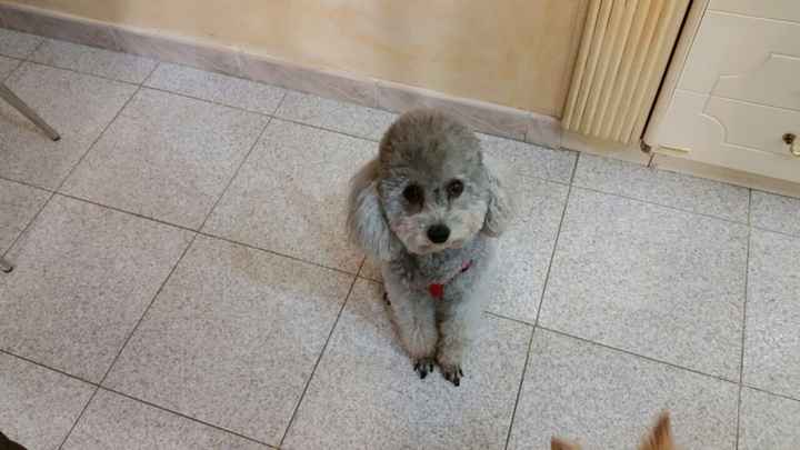 I nostri amici animali.. - 2