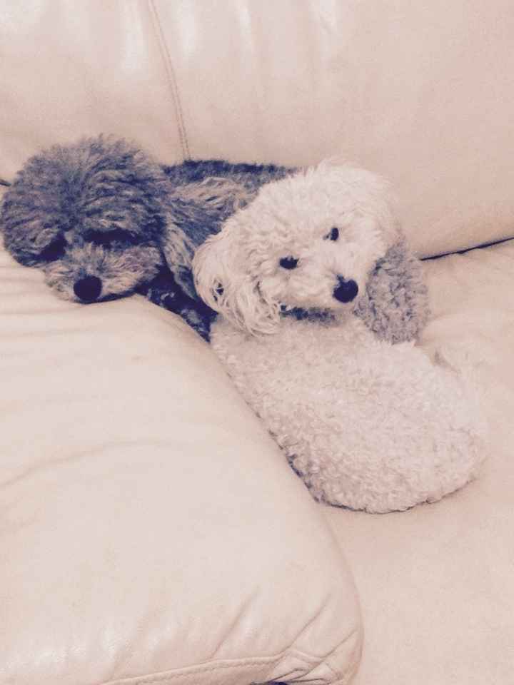 I nostri amici a 4 zampe - 1