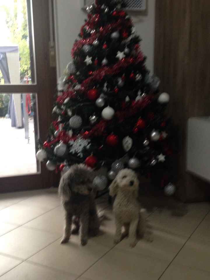 I nostri amici a 4 zampe - 2