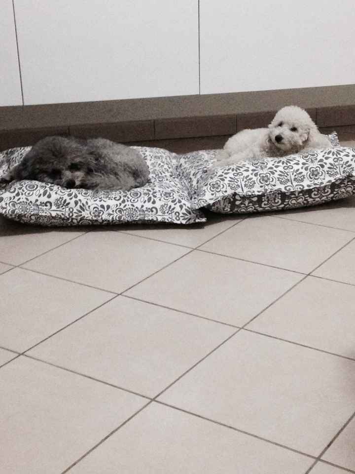 Vivere anche con un amico a quattro zampe... - 1