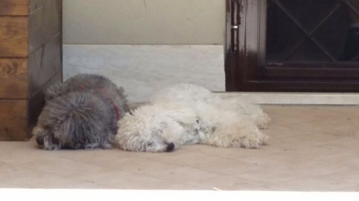 Vorrei tanto.... un cucciolo! - 1