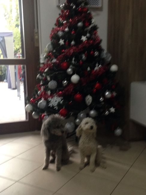 I nostri amici a 4 zampe - 2