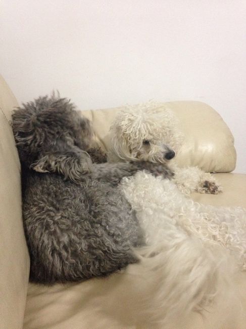 I nostri amici a 4 zampe - 3