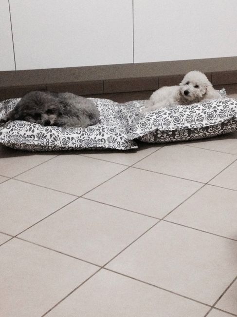 Vivere anche con un amico a quattro zampe... - 1