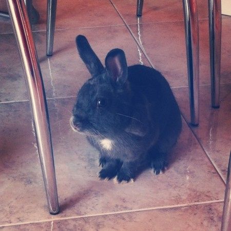 Oggi vi presento i nostri "mimmi" :) - 1