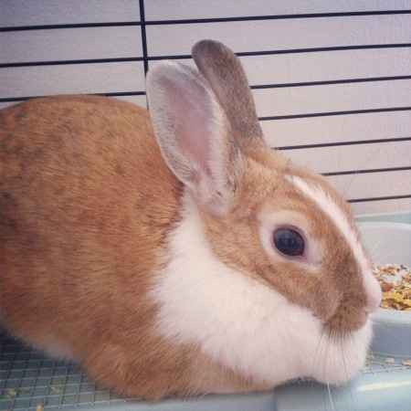 Oggi vi presento i nostri "mimmi" :) - 2