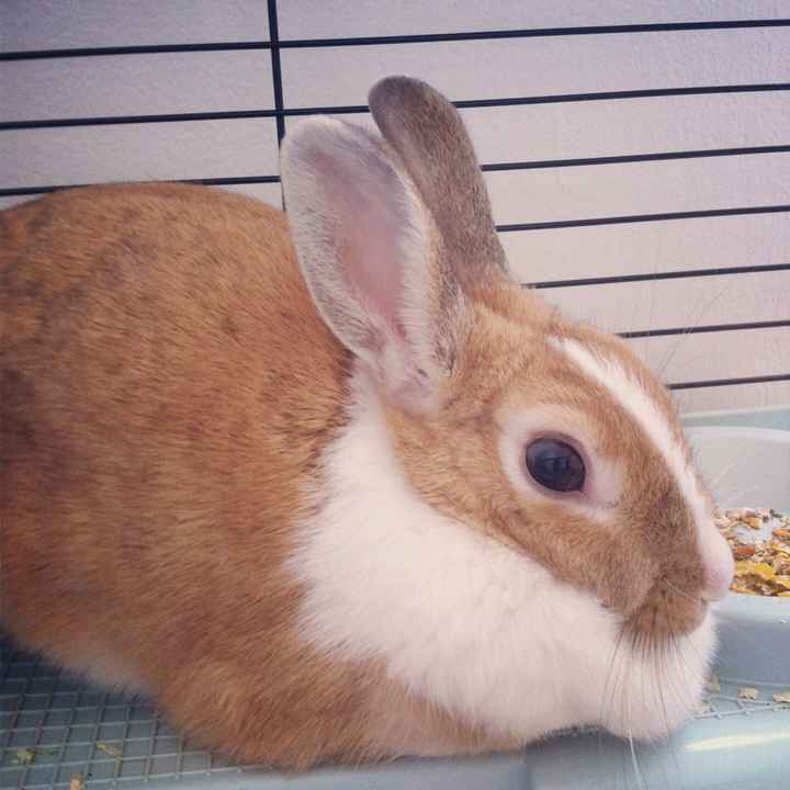 I nostri animaletti pelosi. - 1