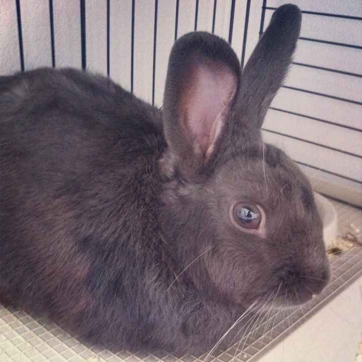 I nostri animaletti pelosi. - 2