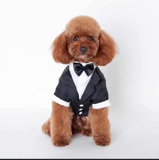 Accessorio per il mio bimbo.....peloso! - 1