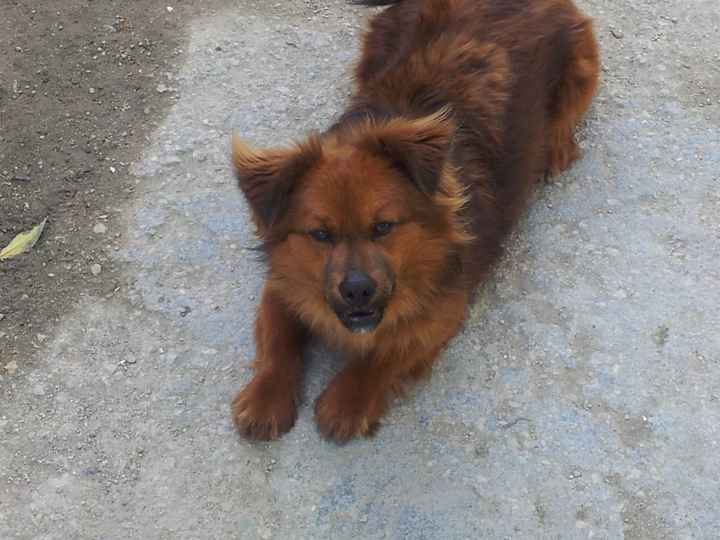 Chi di voi sposine ha dei cani ? - 1