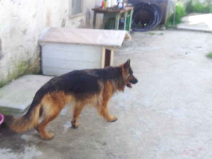 Chi di voi sposine ha dei cani ? - 2