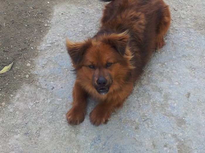 Chi di voi sposine ha dei cani ? - 1