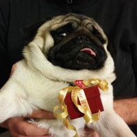 Proposta di matrimonio del vostro fm - 1