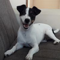 Foto con amici pelosetti 🐾 quante di voi? - 1