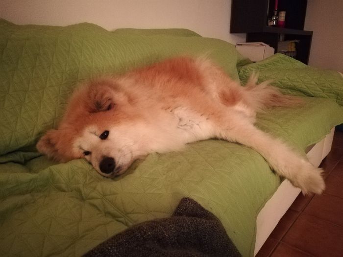 Convivenze pelose!🐶🐱🐹🐰 - 2